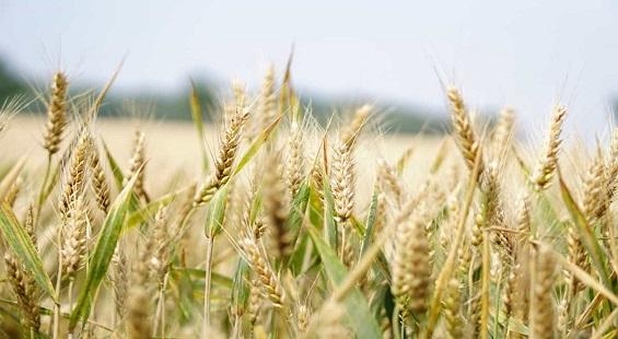 Weak demand of Agricultural commodities: Fall in Futures trade