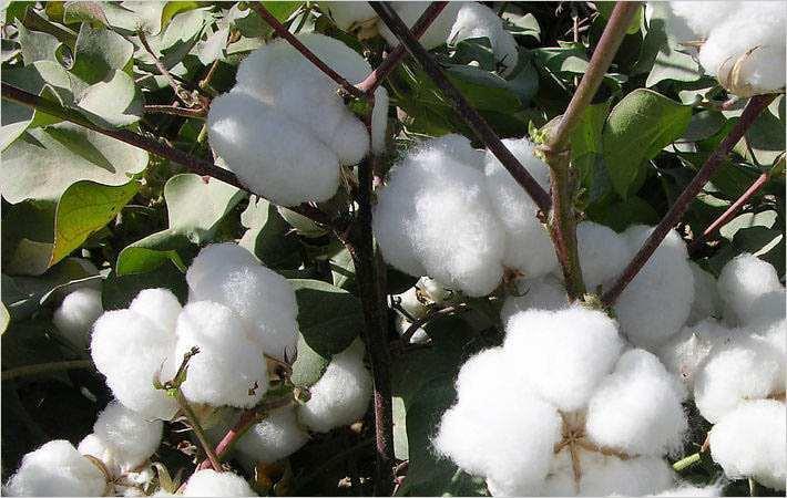 Monsanto cannot enforce Bt cotton patent in India