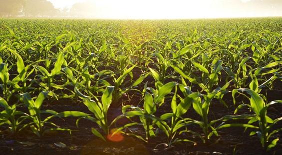 Suumaya Industries announces foray into agri-trading business