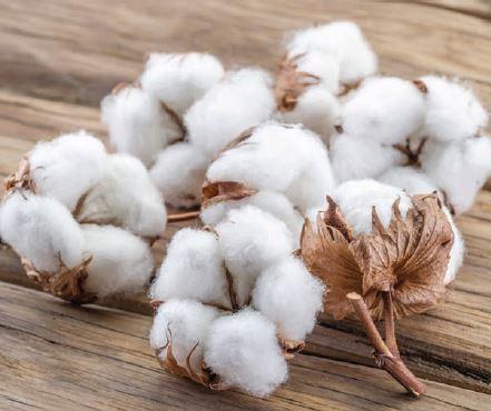 Cotton Weaves Its Way To The Top