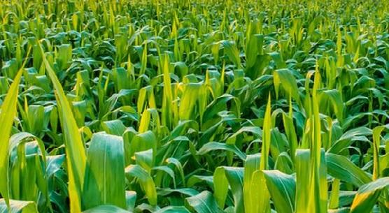 Top-performing agriculture & sugar stocks in June 2021