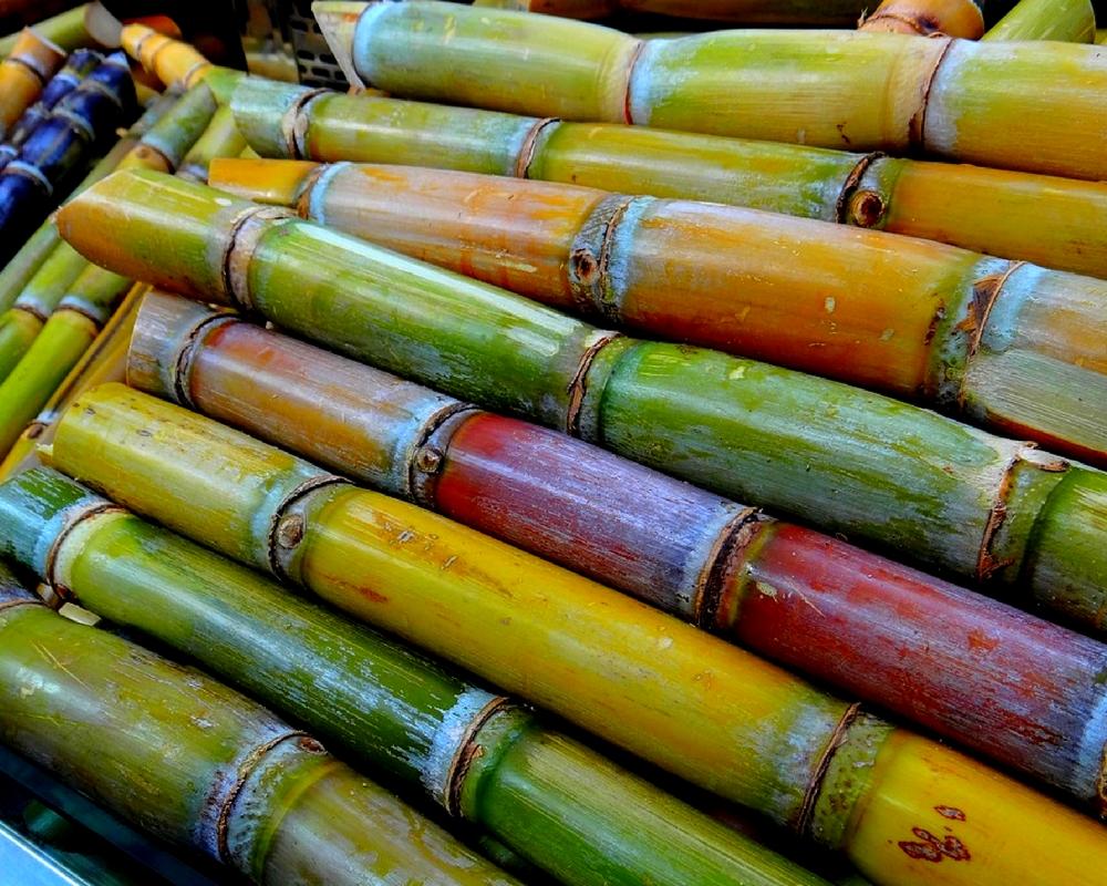 Government approves hike in fair price for sugarcane crop