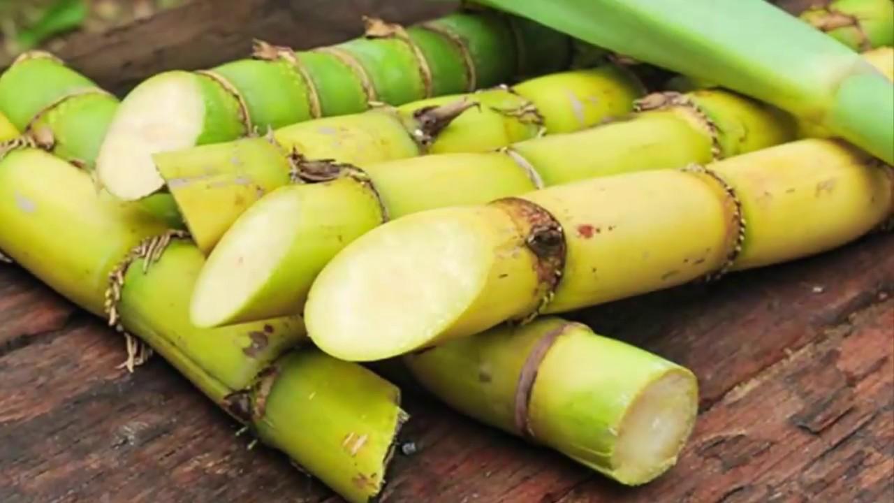 Sugar Industry cheers ethanol price hike