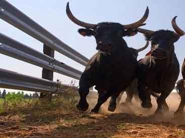 Indian stock markets spike after seven intraday losses