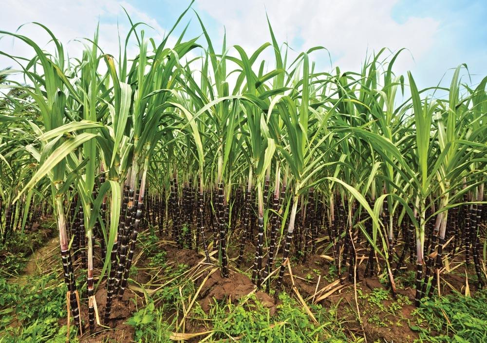 Sugar stocks sparkle on global cues, ethanol loan