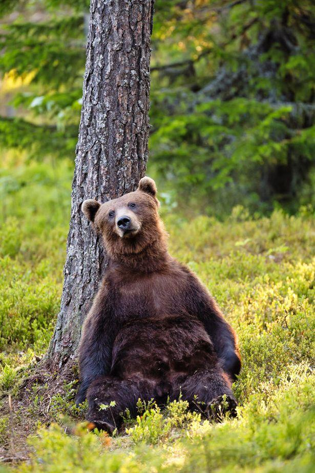 Midcap Bears look exhausted may initiate reversal