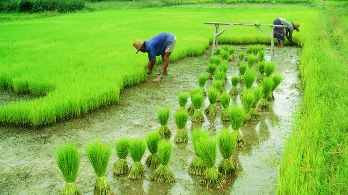 FM addresses rural distress in Budget 2019