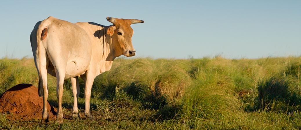 Budget 2019: Animal Husbandry, Fisheries receive support from FM