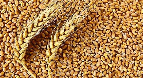 India hikes customs duty on wheat to help domestic producers
