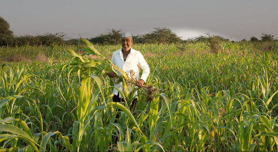 ICRA downgrades Zuari Agro Chemicals, stock falls