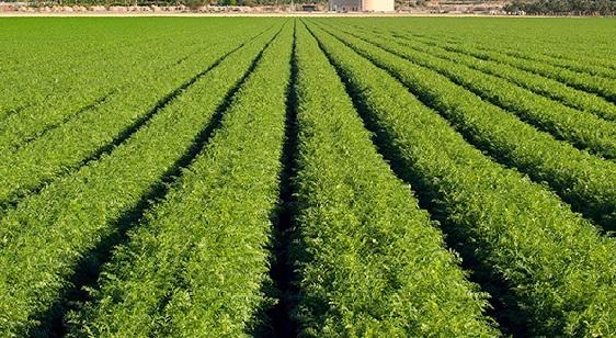 Jain Irrigation plunges post rating downgrade