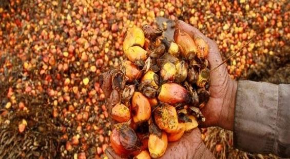 India hikes import duty on Malaysian palm oil