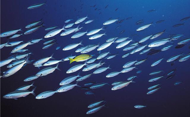 Nifty IT climbs upstream, majors strive for a bounce back