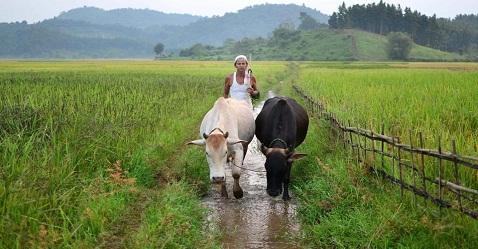 FM makes U-turn on farm loan waiver, PSBs rally on D-Street