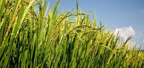 Agri commodity prices fall on weak demand