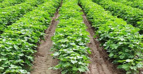 ICAR develops 596 high yielding climate resilient crop varieties 