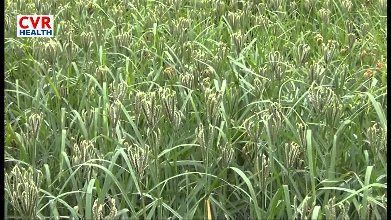 Kharif crop sowing crosses 878 lakh hectares 