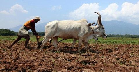 Madras HC ruling brings relief to debt-hit farmers; spells woes for TN govt