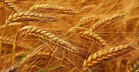 Government levies 10% import duty on wheat and tur dal